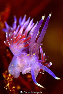 flabellina by Oscar Miralpeix 